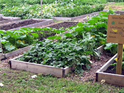 Organizers hope community gardens such as this one promote friendship and help residents become more self-sufficient.