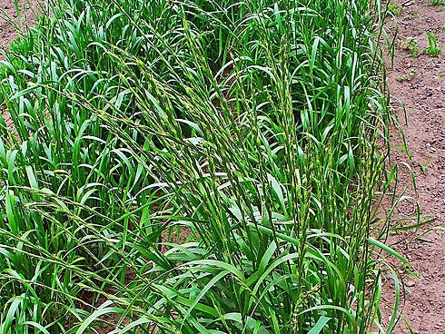 Darnel is poisonous to humans and tends to intertwine itself around stalks of wheat so that eradication is virtually impossible without damaging the intended crop.