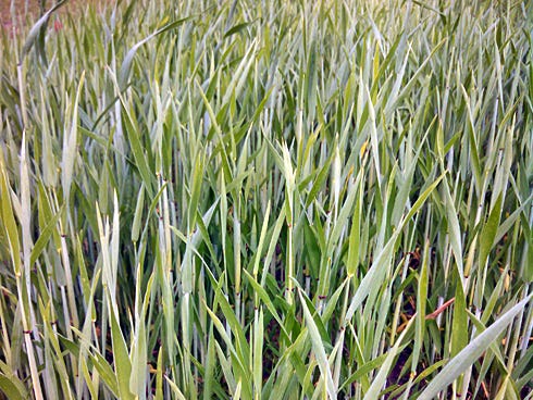 You can learn more about triticale, a cool-season forage, during the University of Florida's Institute of Food and Agricultural Sciences' Cool Season Forages Field Day, scheduled for April 16 at the Okaloosa Extension office in Crestview.