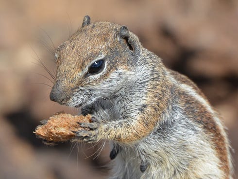 The sight of a chipmunk reminds the Rev. Mark Broadhead of a life lesson he learned as a child.