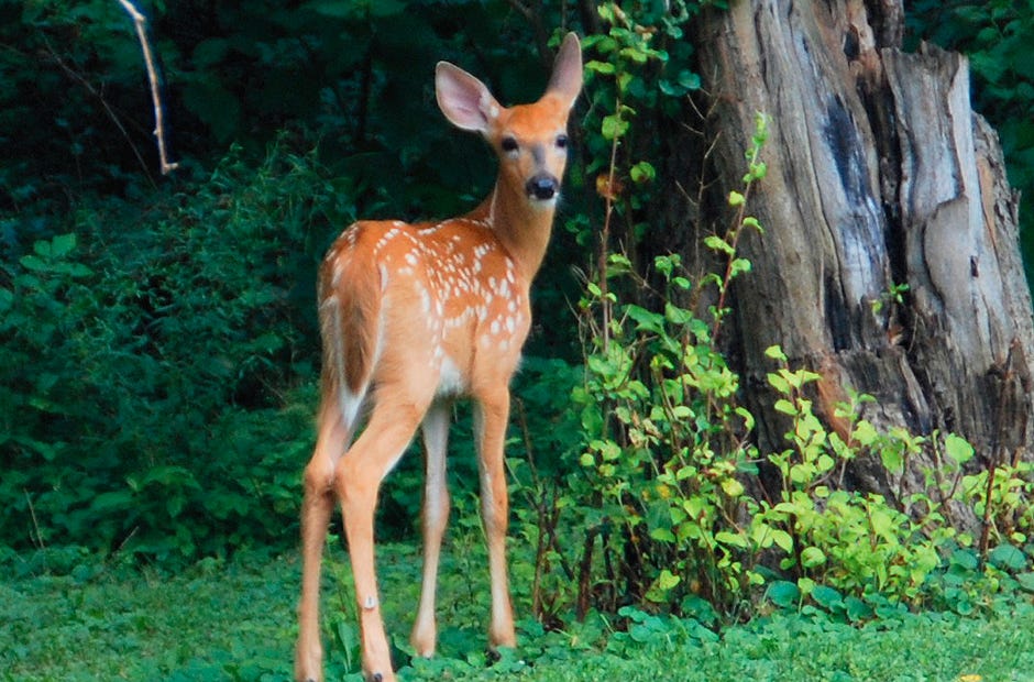 Deer damage can be devastating to vegetable and flower gardens, making fencing, repellents and other tactics essential.