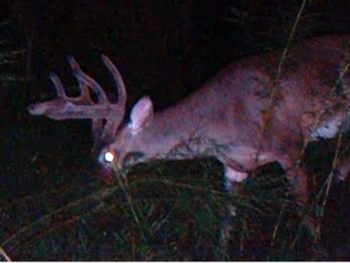 DID YOU KNOW? Food safety begins with an accurate shot, according to Jennifer Bearden, with the University of Florida's Institute of Food and Agricultural Sciences office in Crestview. Hunters should aim carefully to help prevent the digestive tract's contents from touching the meat, she says. A gut shot can quickly ruin meat and make cleaning the animal harder.