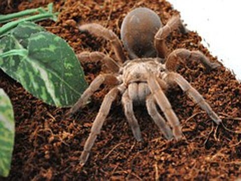 A tarantula, hissing cockroaches, and snakes are among the animals possibly available for handling during a Crestview library visit with Nonie's Ark Animal Encounters.