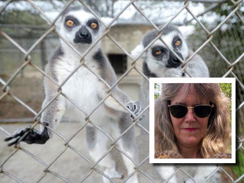 Ring-tailed lemurs peer out from their cage at the Sasquatch Zoo near Crestview. Debbie Mattox (inset, News Bulletin file photo) has retired and plans to hand the zoo over to the Emerald Coast Wildlife Refugee’s care.