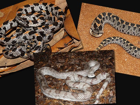 The Fish & Wildlife Conversation Commission requests notification from area residents who come across the snakes shown here: the short-tailed snake, top left; hognose snake, top right; and Florida pine snake, bottom row.