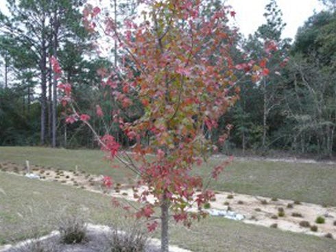 This young trident maple with fall foliage is an alternative to a popcorn tree, which displaces natural plant species.