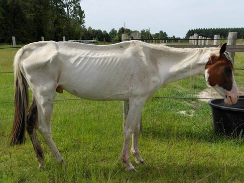 Justice, a paint quarter horse, was recently rescued by Safe Haven Horse Rescue Center in Laurel Hill. Justice — who was found in poor health in Holt — is in critical condition after being diagnosed with liver failure and severe dehydration.