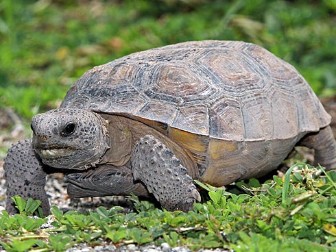 If you see a turtle on the beach, don't "help" it into the water, the Florida Fish and Wildlife Conservation Commission states. It may drown.