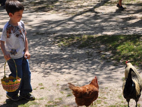 Douglas Patton, 5, approaches a couple of chickens on Saturday at the Emerald Coast Wildlife Refuge Zoological Park.