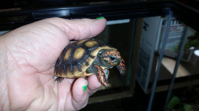 This red-footed tortoise is among creatures you may see during Repticon's one-day event coming soon to Navarre.