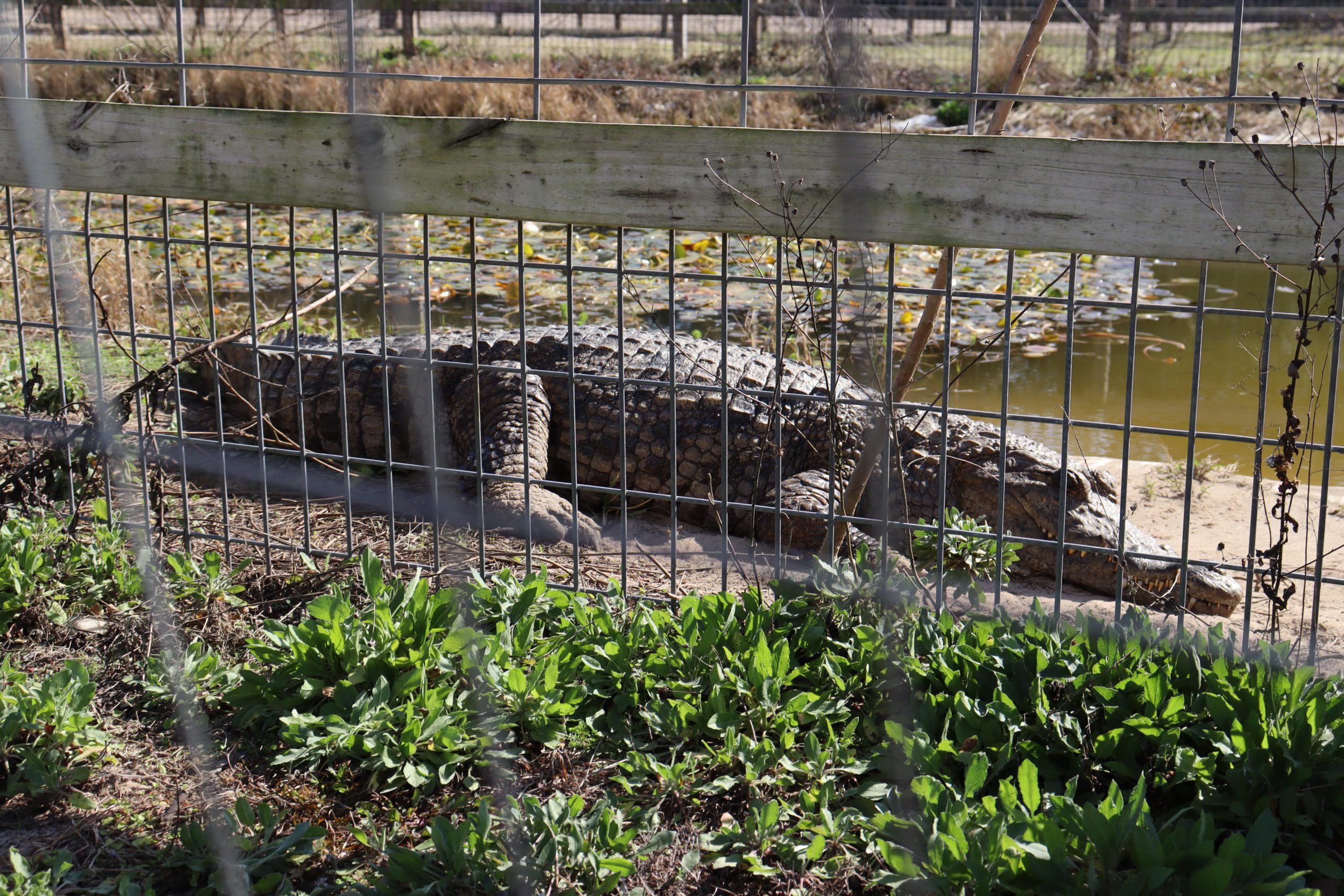 Facility to bring more reptiles to Emerald Coast Zoo