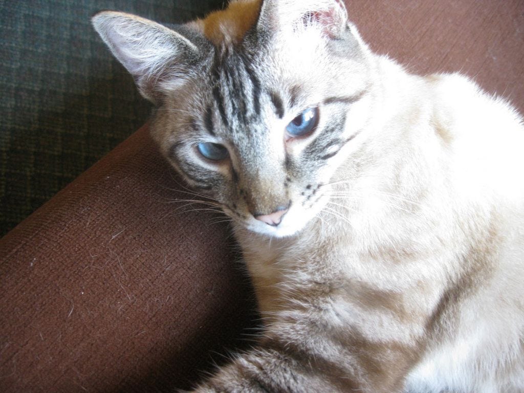 Crestview Manor cat senses residents' impending death (PHOTOS, VIDEO