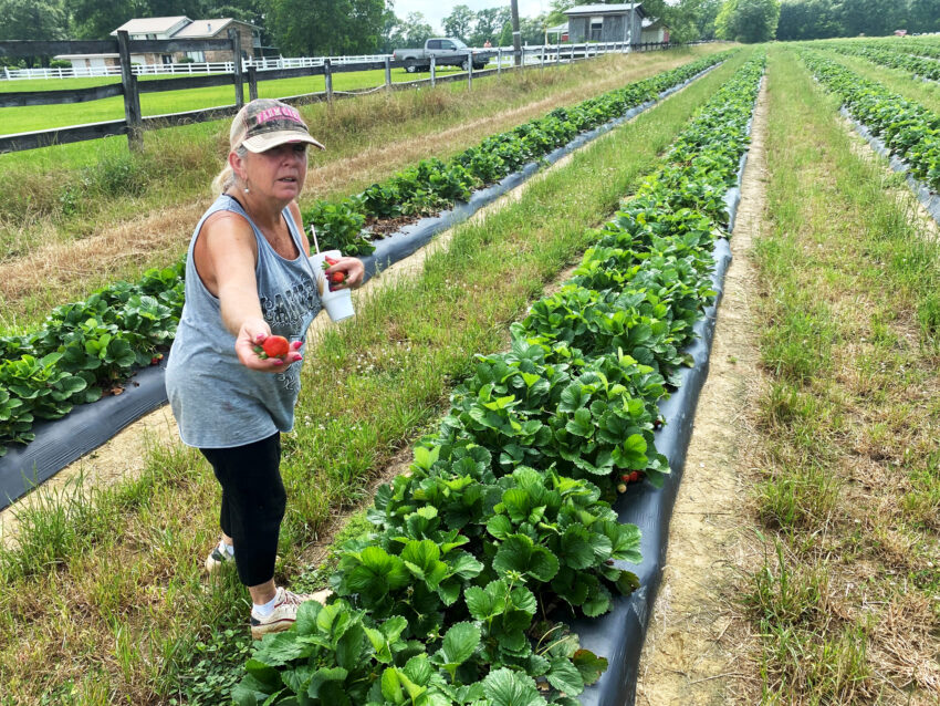 The heat is on for summer produce Crestview News Bulletin